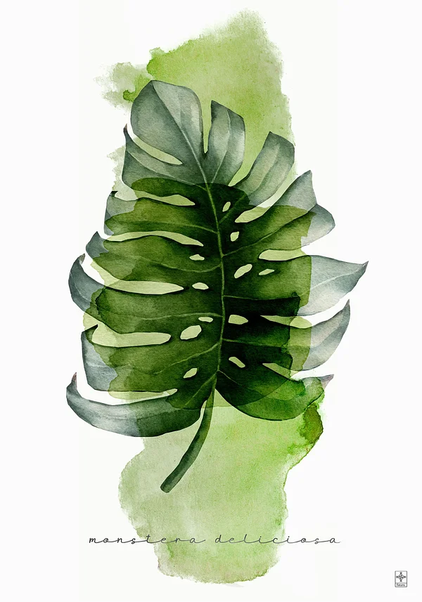 Monstera