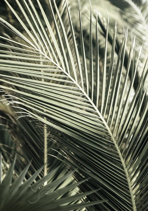 Palmy we wspomnieniach 