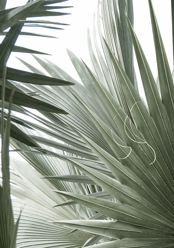 Zielona fantazja natury