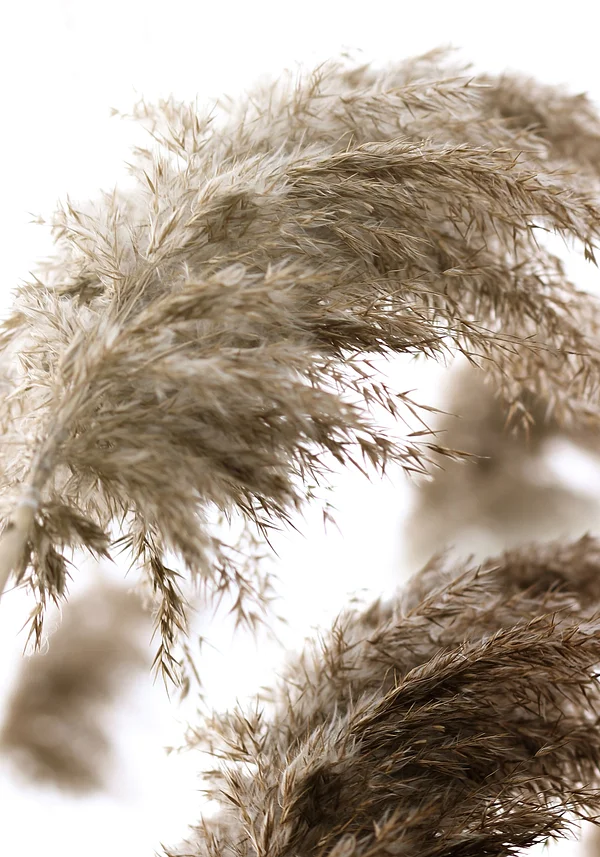 Muskane jesiennym wiatrem