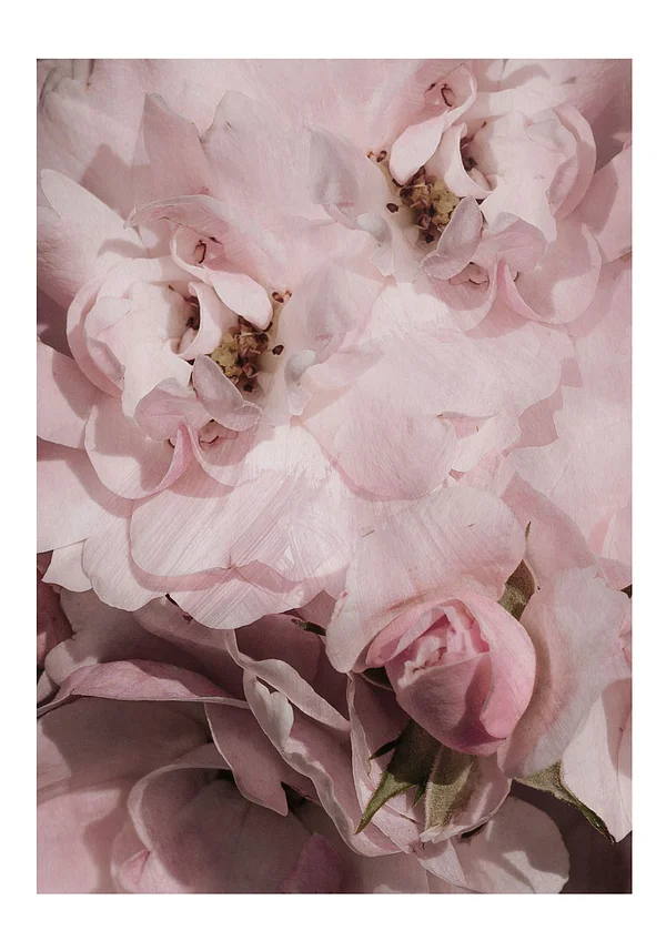 Kwiecista etiuda poranna