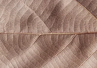 Misterna konstrukcja natury