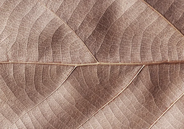 Misterna konstrukcja natury