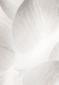 Wysublimowana delikatność