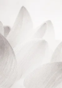 Mglista delikatność