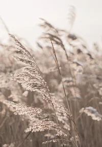 Rozwiane porannym wiatrem