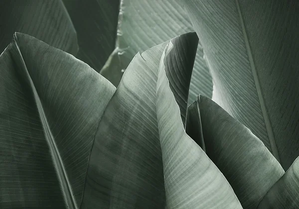 Chłodna zieleń wspomnień