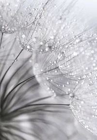 Poranny deszcz dla ochłody