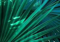 Dzikie krzewy w zieleni 