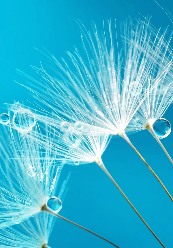 Niebieski dmuchawiec