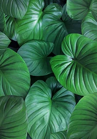 Zielony dywan natury