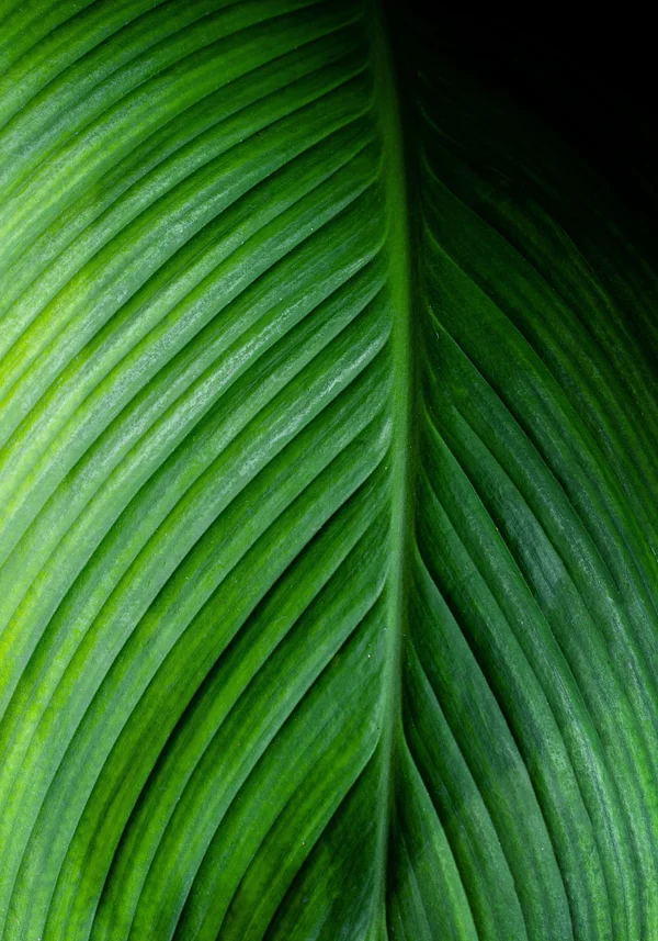 Wypleciona naturą zieleń