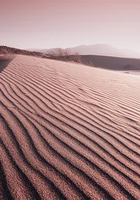 Różowa pustynia w słońcu