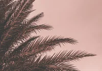 Wschód słońca nad palmami 