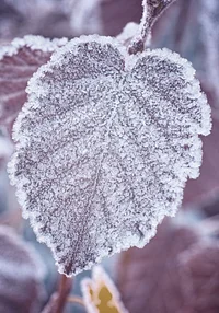 Zimowy pomnik natury