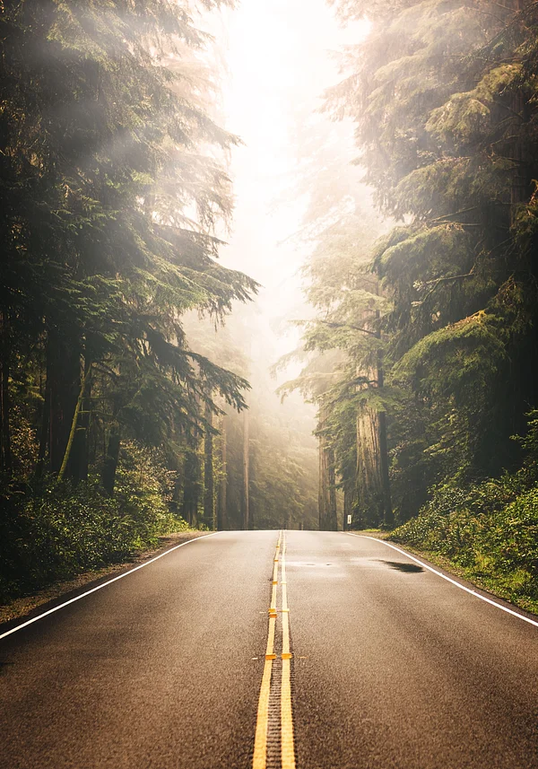 Leśna droga ku słońcu