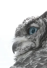 Siła spokoju i mądrości 