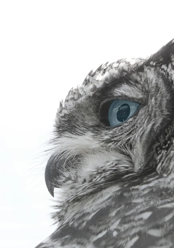 Siła spokoju i mądrości 