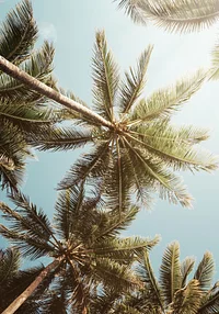 Wypoczynek pod palmami