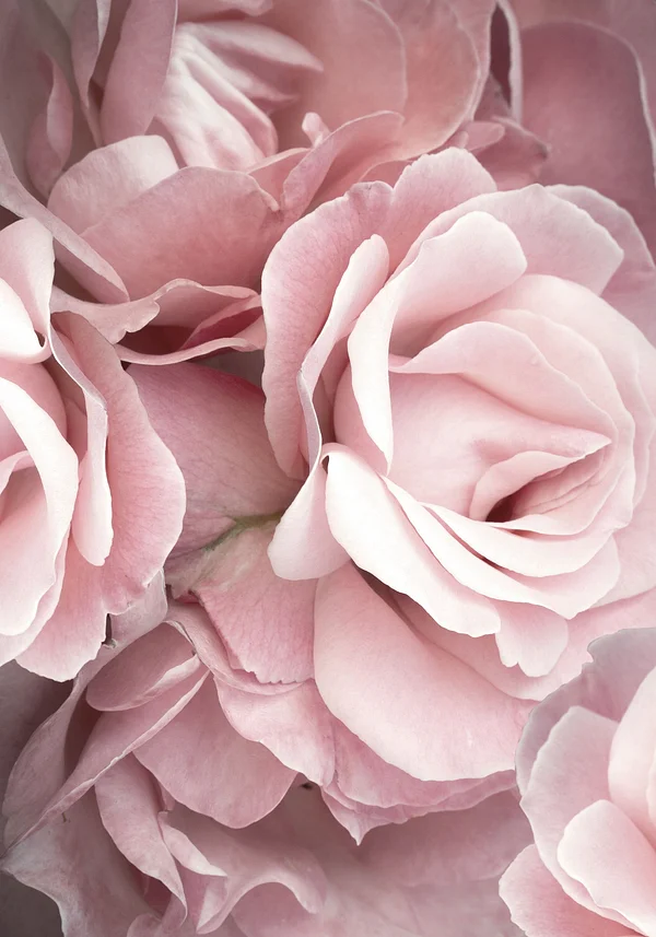 Hipnotyzujące róże 