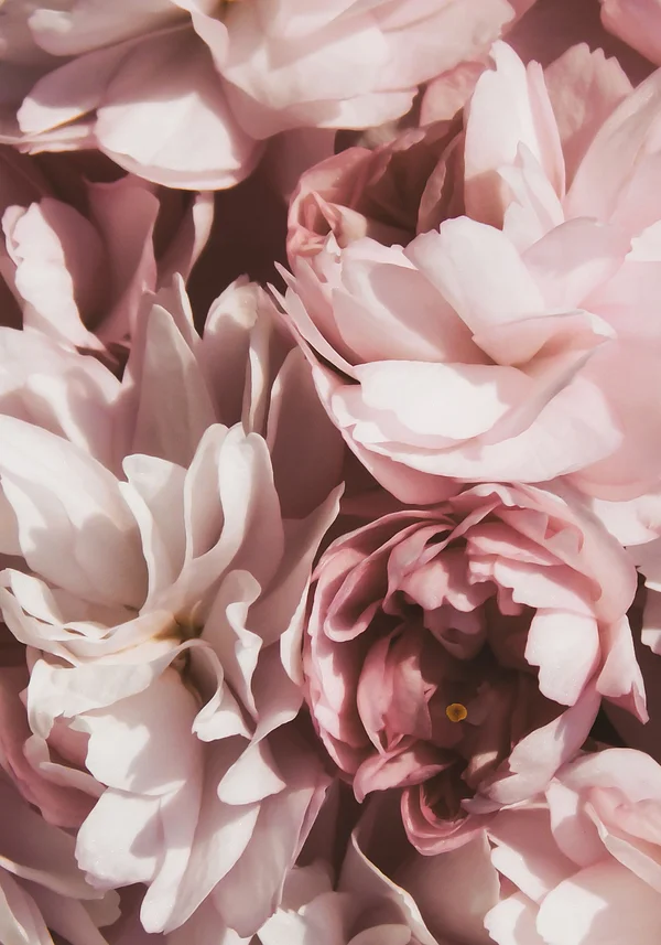 Kwiecista chwila zapomnienia