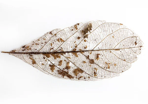 Spokój i natura liścia