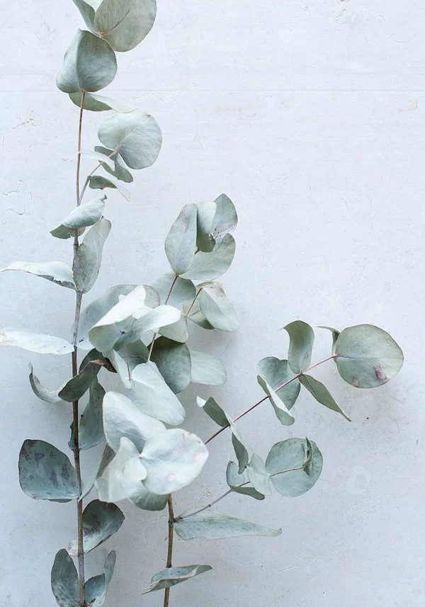 Delikatny eukaliptus