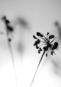 Delikatne tchnienie natury