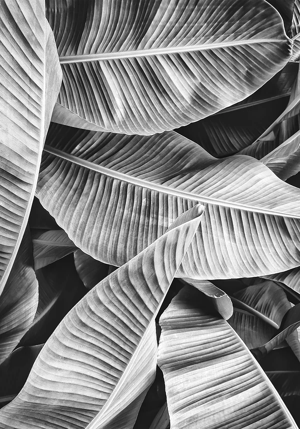 Liście ah te liście