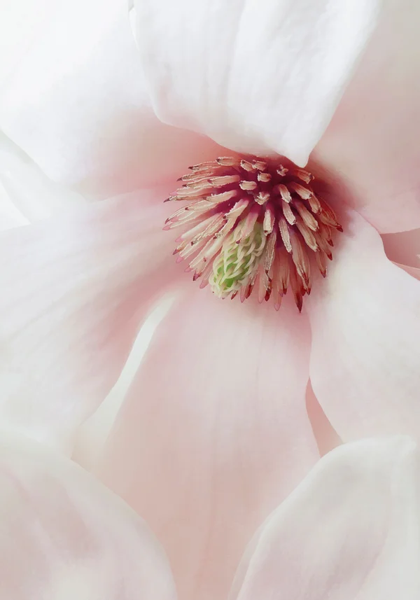 Różowa delikatność