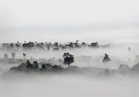 Mglista poranna polana