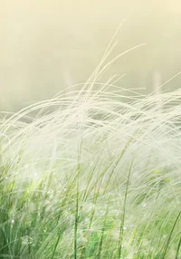 Słoneczna zieleń natury