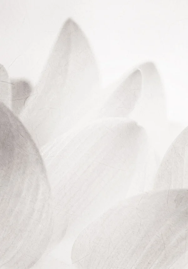 Mglista delikatność