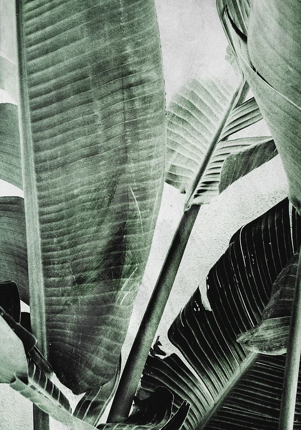 Zielona ostoja chwili