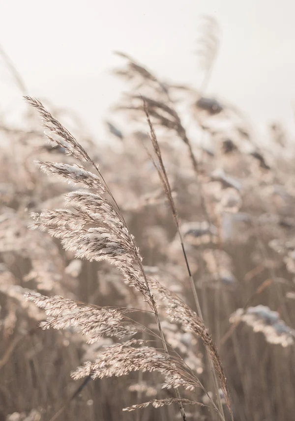 Rozwiane porannym wiatrem