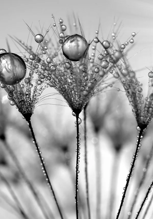 Zaczarowany dmuchawiec