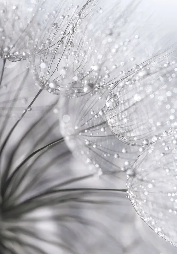 Poranny deszcz dla ochłody