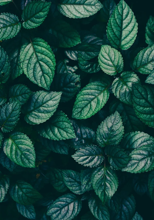 Chłodna soczysta zieleń