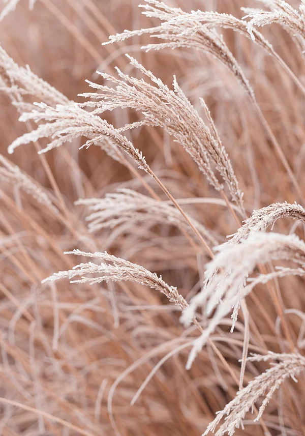 Trawy smagane jesiennym wiatrem