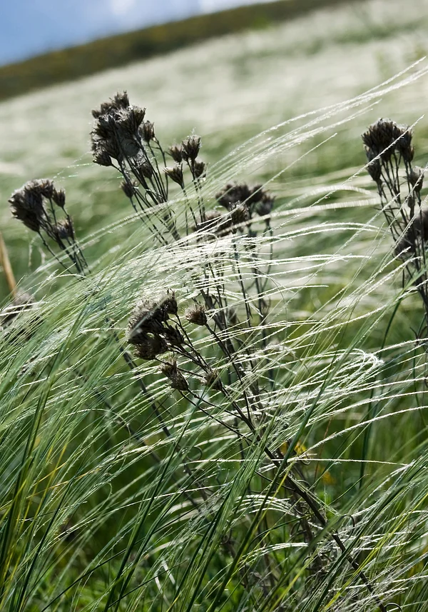 Wiosenne wietrzne pole zieleni 