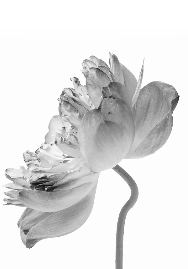 Prostota piękna natury 2