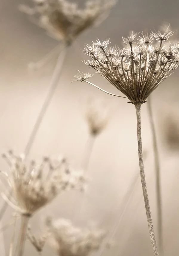 Dzikie krzewy za oknem