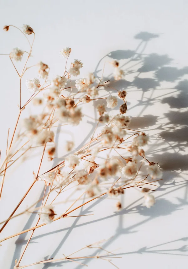 Dzikie kwiaty z pola 