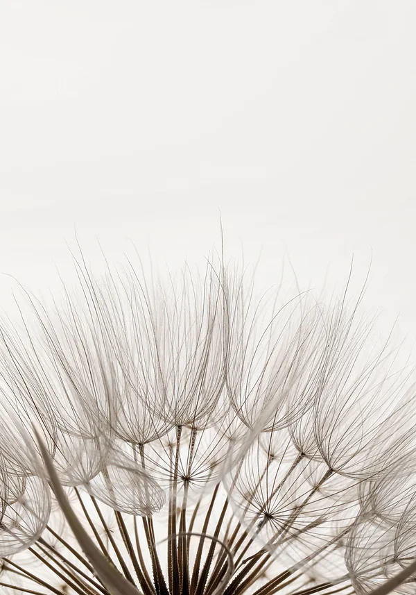 Nieśmiały dmuchawiec 