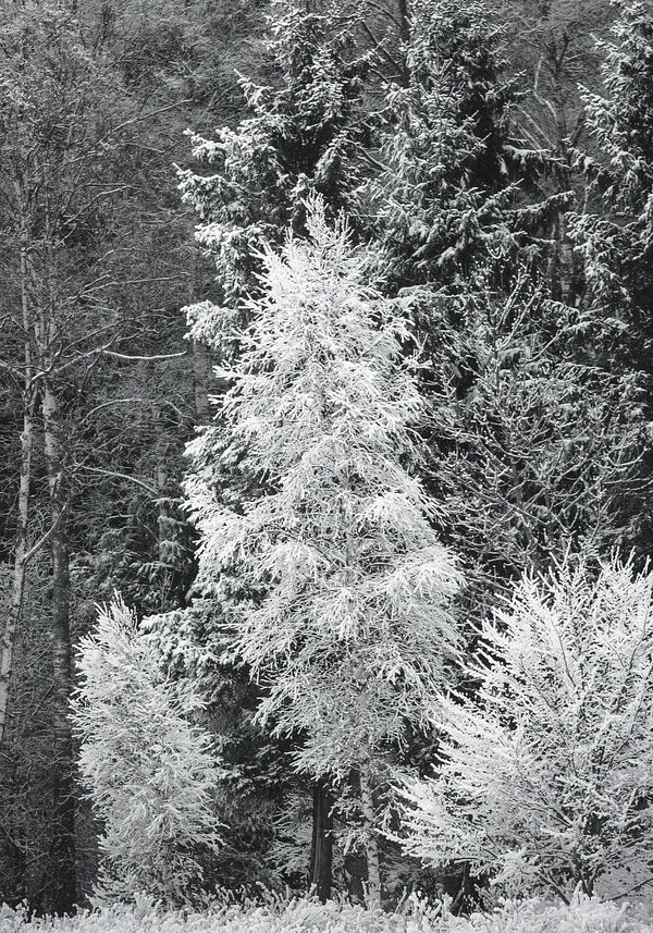 Zimowy las o poranku