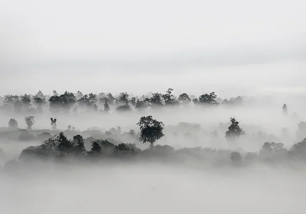 Mglista poranna polana
