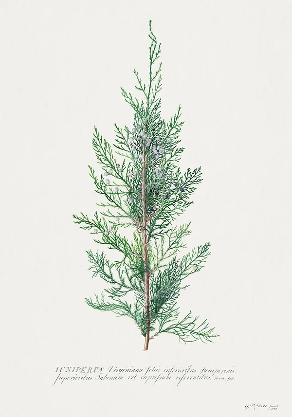 Iuniperus