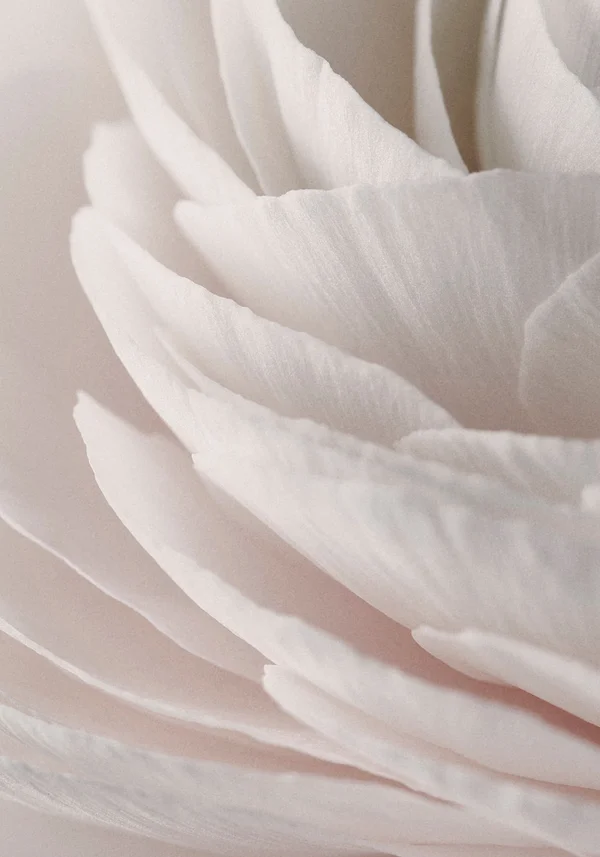 Kwiecista piękność