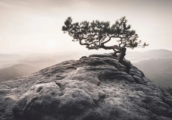 Drzewo na skale